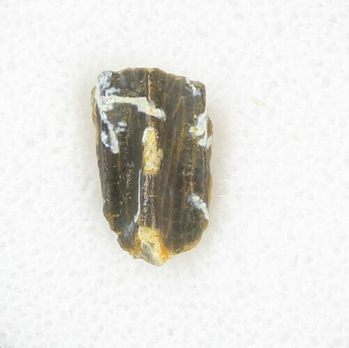 Hadrosaur (Kritosaurus) Tooth - Aguja Formation, Texas #31738